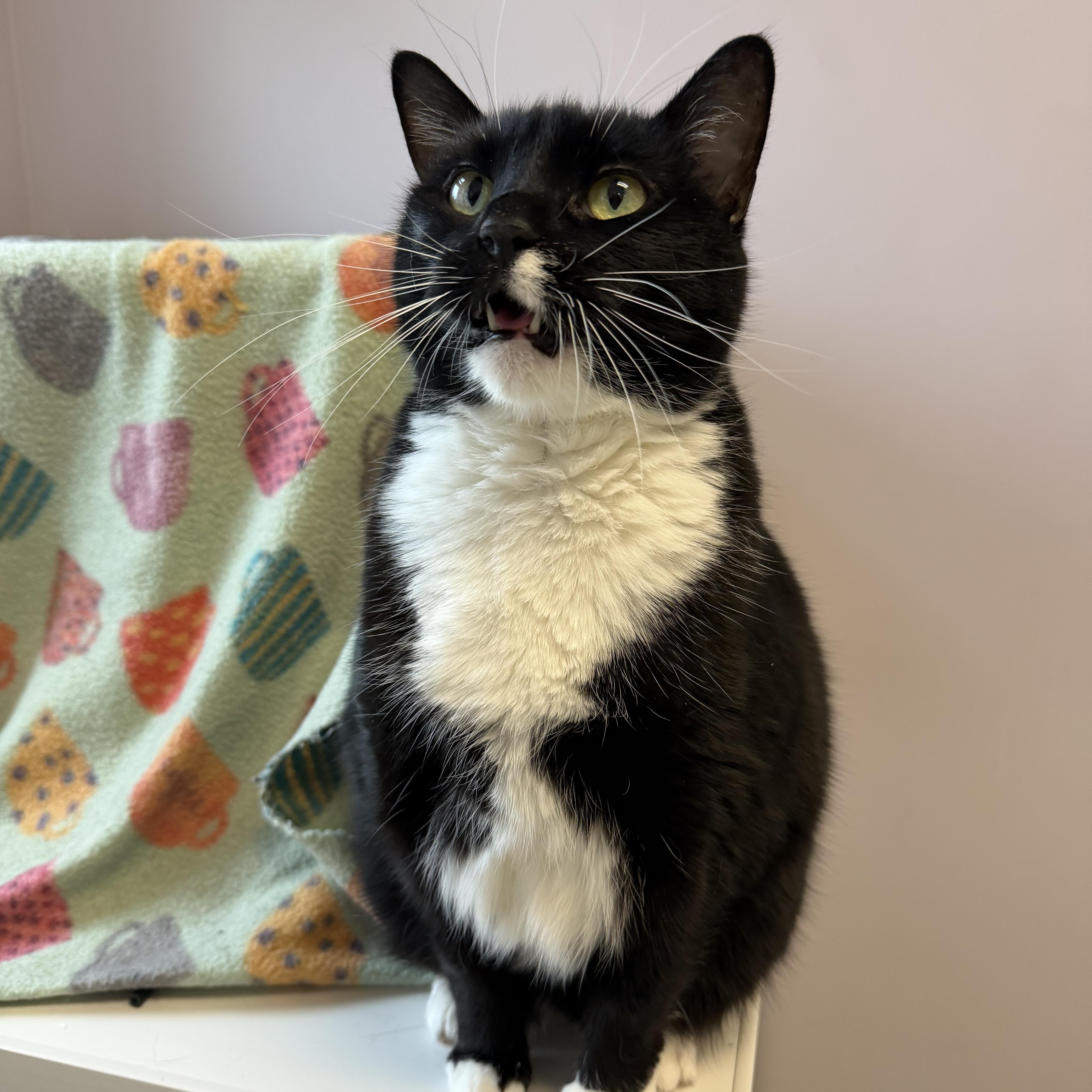 Miss Piggy, ADOPTABLE, Senior Female Domestic Short Hair.