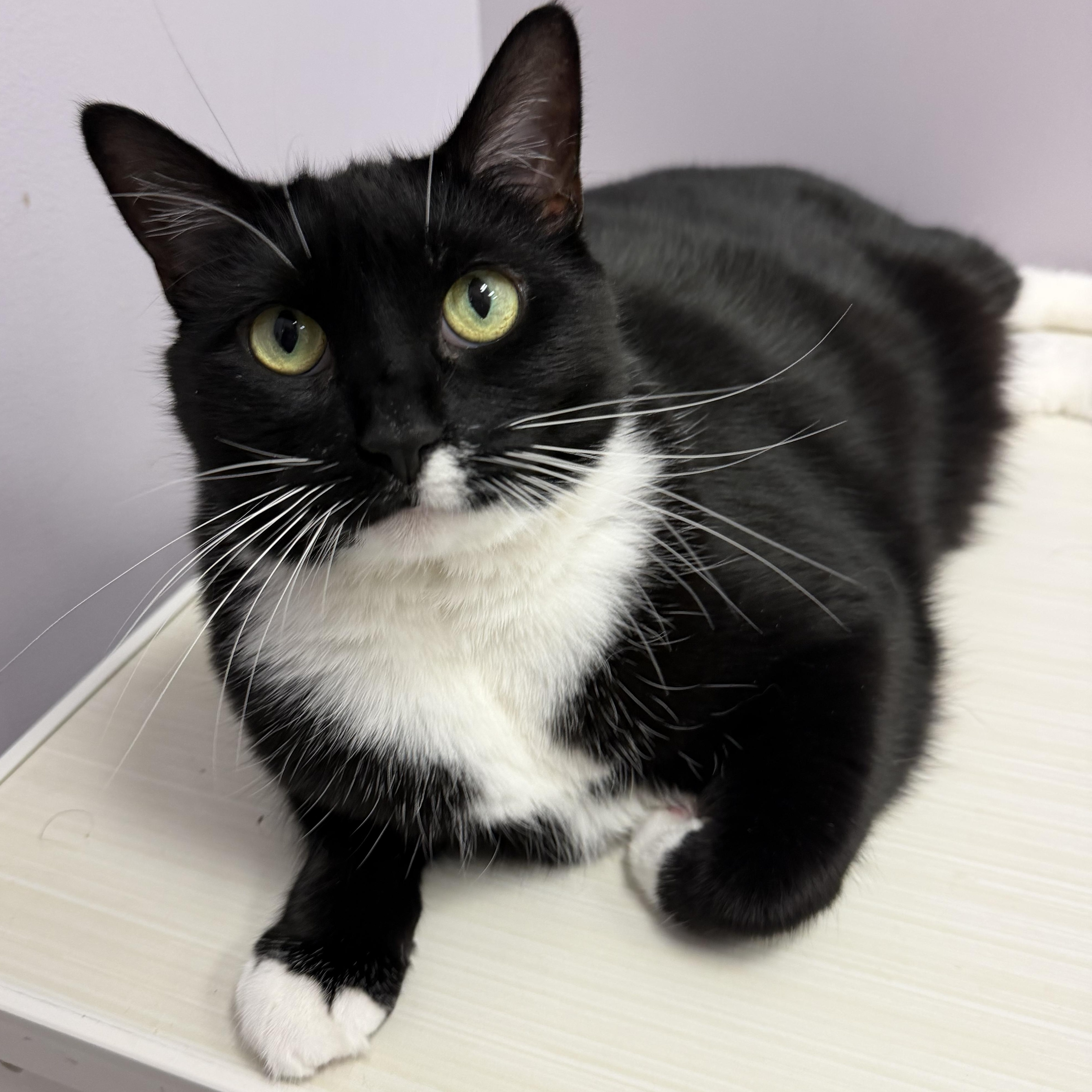 Miss Piggy, a ADOPTABLE Domestic Short Hair in Cooperstown, NY image 2/6
