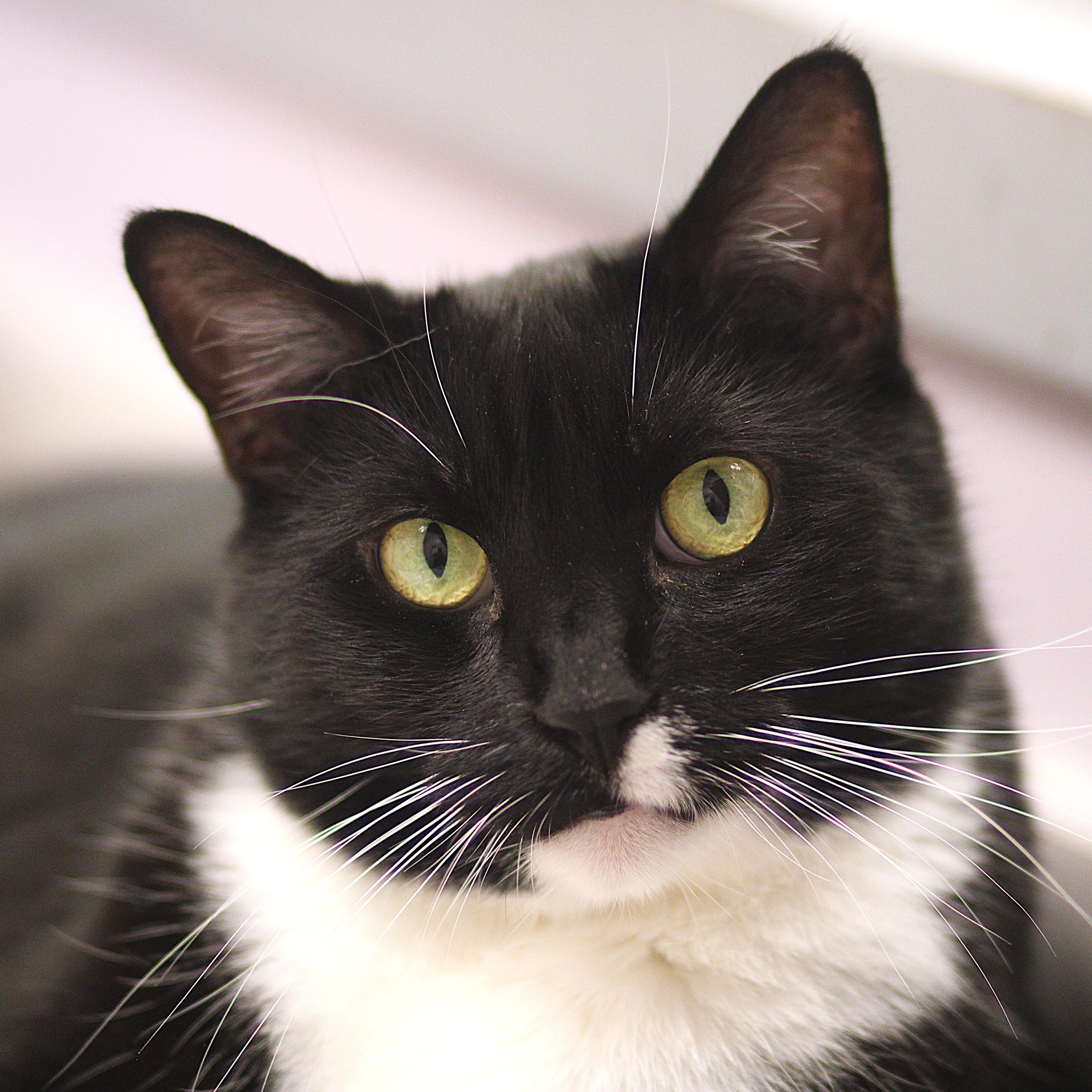 Miss Piggy, a ADOPTABLE Domestic Short Hair in Cooperstown, NY image 1/6