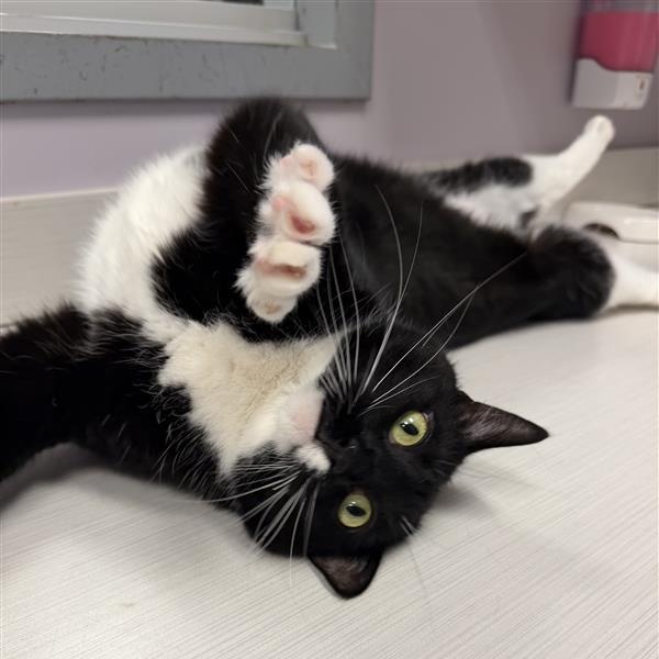 Miss Piggy, ADOPTABLE, Senior Female Domestic Short Hair.