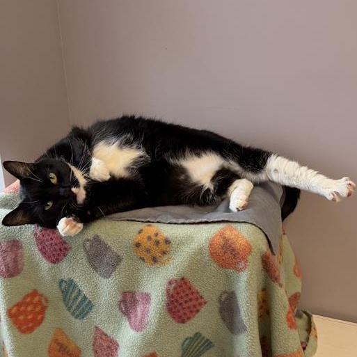 Enlarge Miss Piggy, a ADOPTABLE Domestic Short Hair in Cooperstown, NY image 2/5