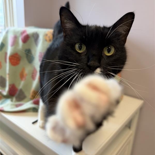 Enlarge Miss Piggy, a ADOPTABLE Domestic Short Hair in Cooperstown, NY image 5/5