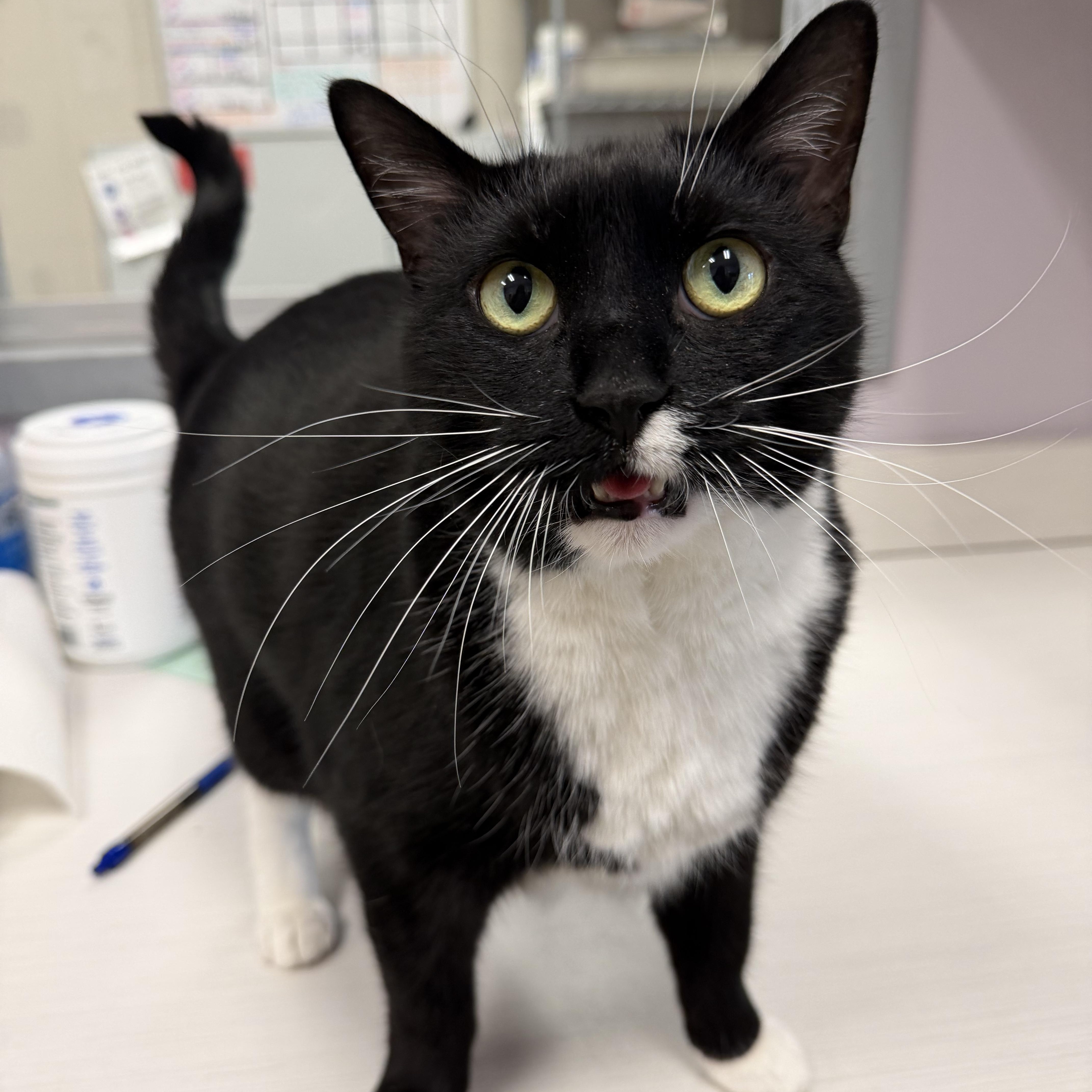 Enlarge Miss Piggy, a ADOPTABLE Domestic Short Hair in Cooperstown, NY image 4/6