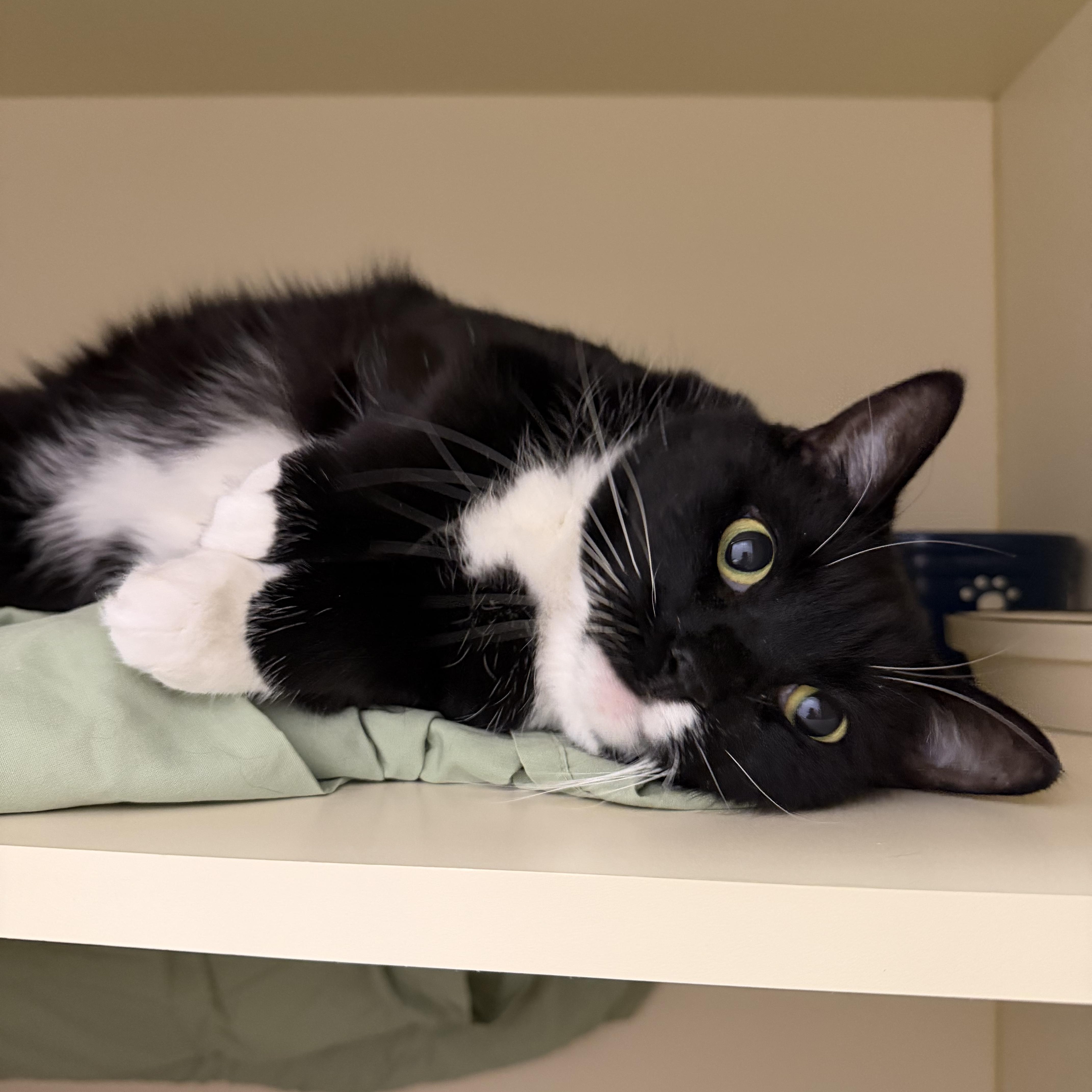 Enlarge Miss Piggy, a ADOPTABLE Domestic Short Hair in Cooperstown, NY image 4/5