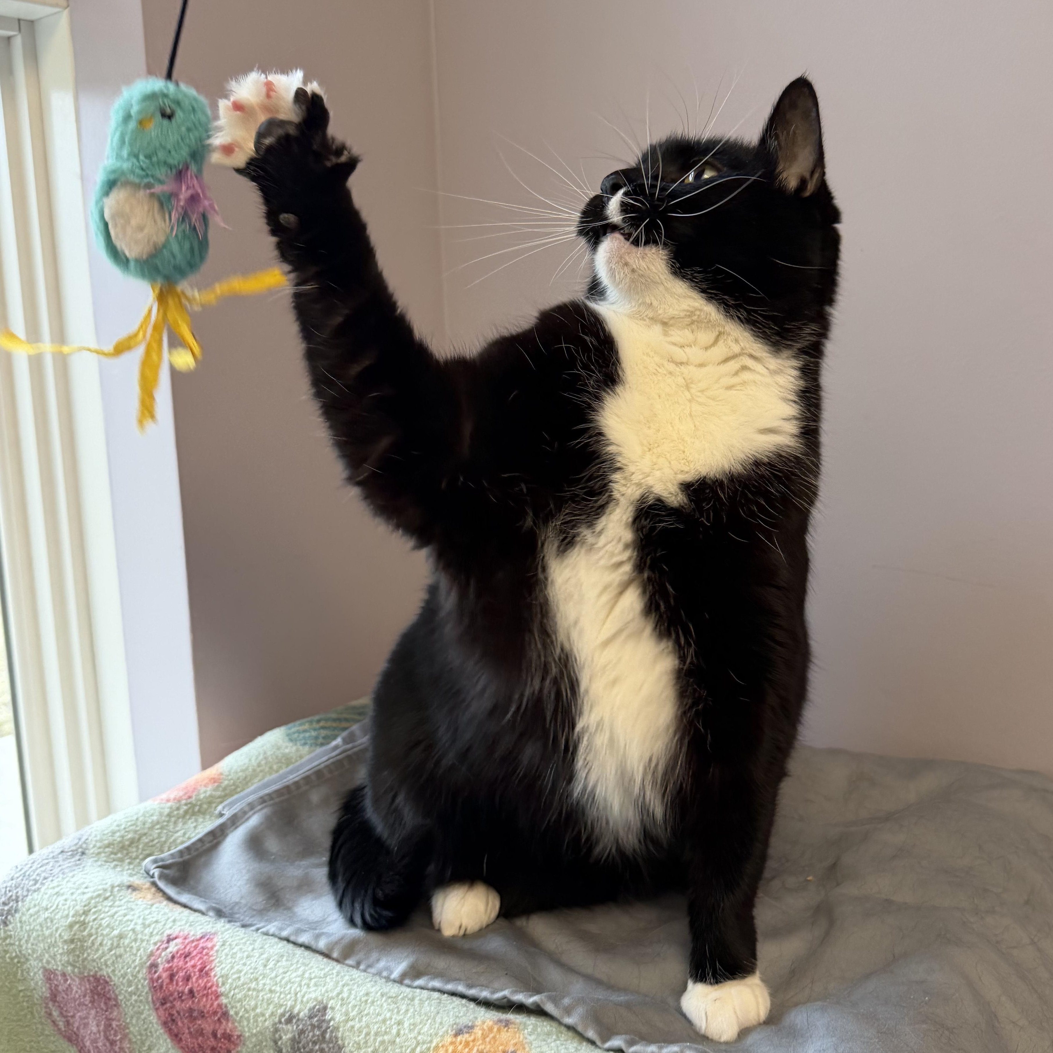 Enlarge Miss Piggy, a ADOPTABLE Domestic Short Hair in Cooperstown, NY image 3/5