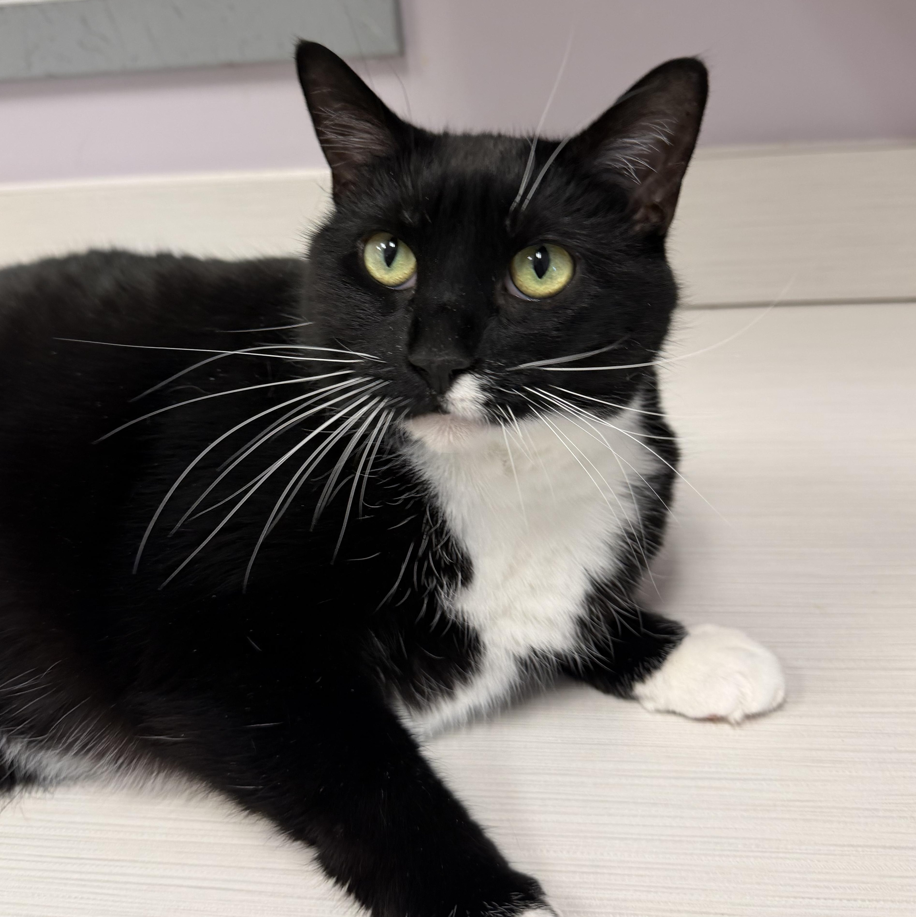 Miss Piggy, ADOPTABLE, Senior Female Domestic Short Hair.