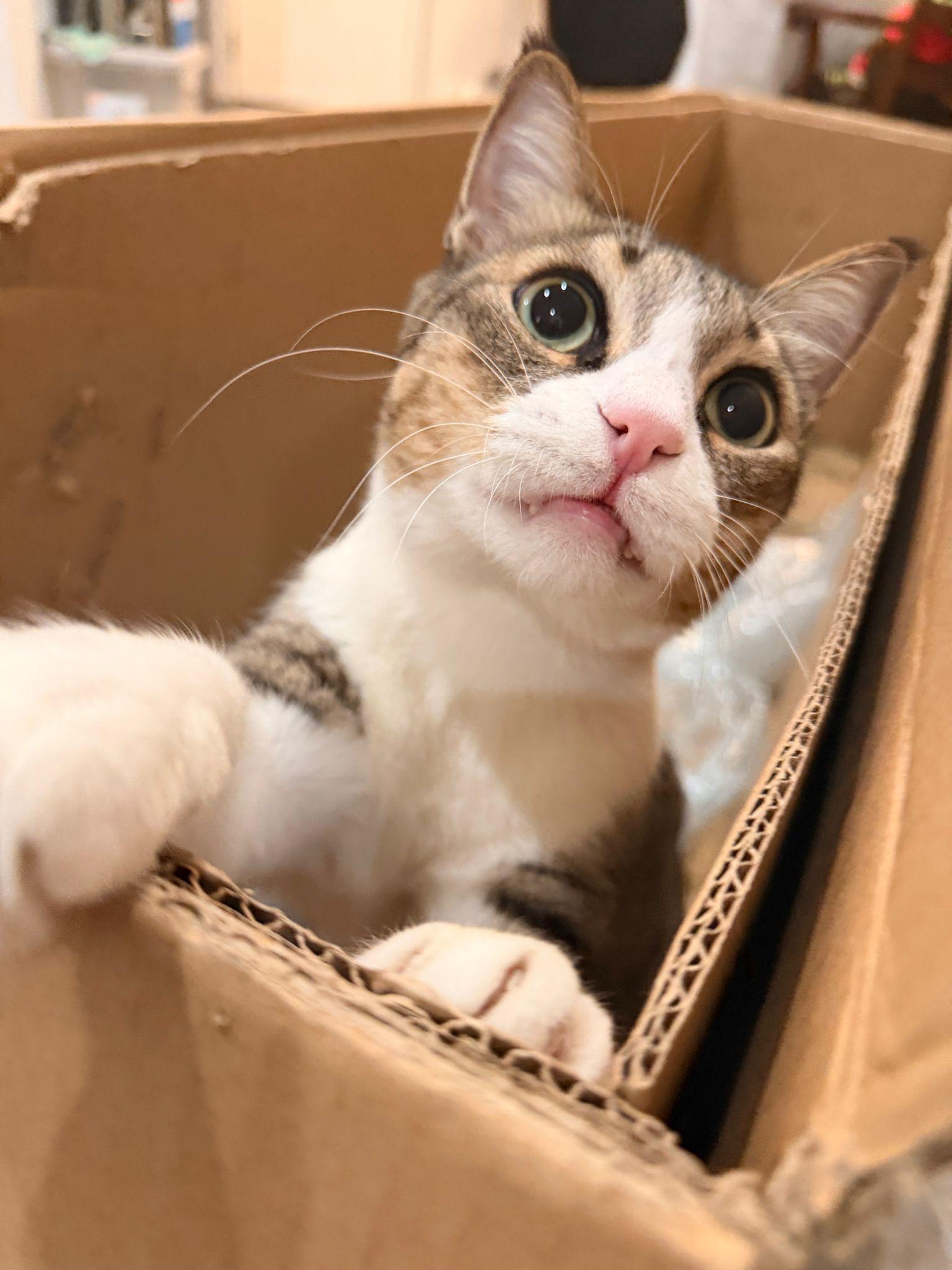 Ali the Charmer, Adoptable, Adult Male Domestic Short Hair.