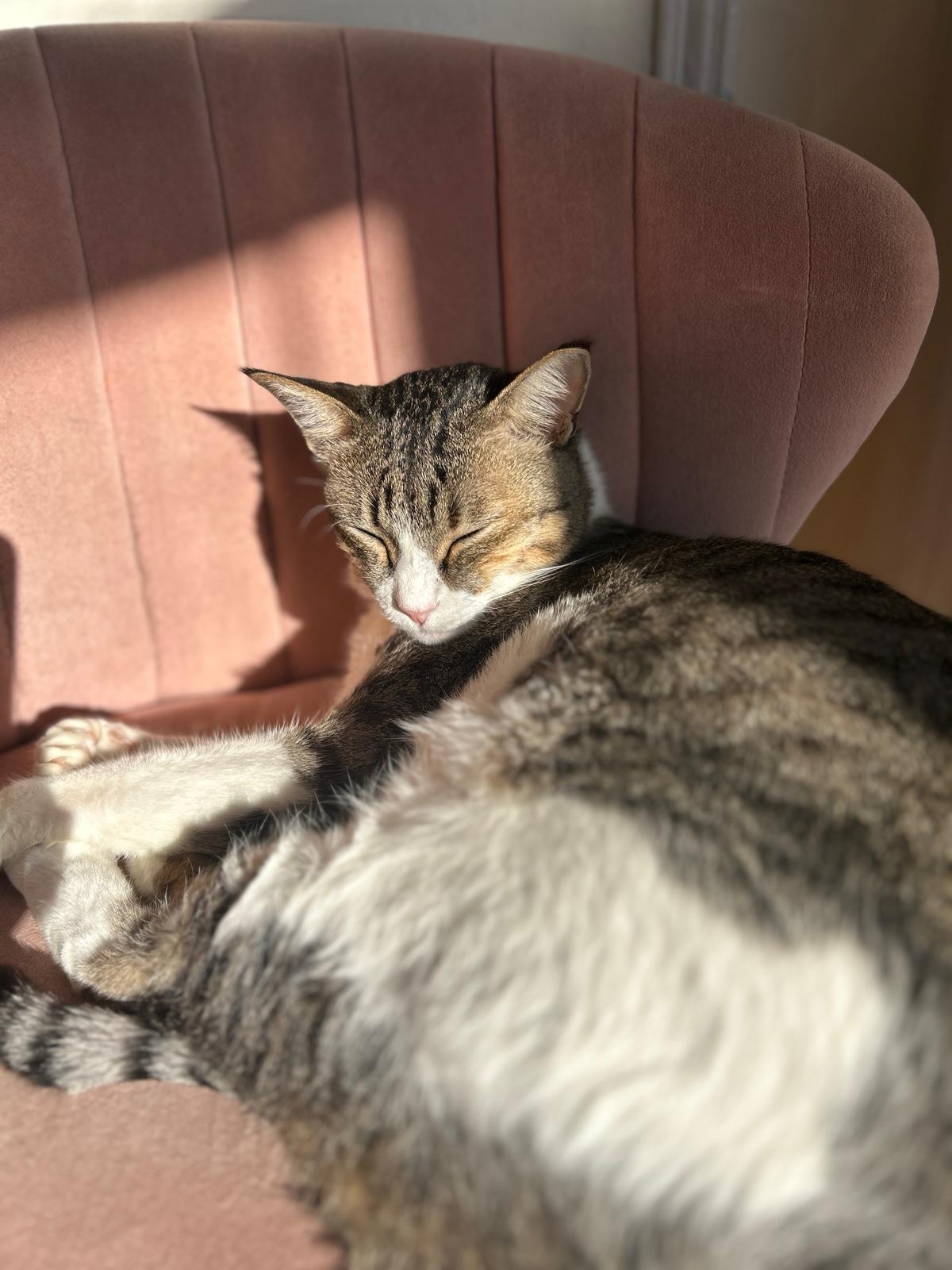 Enlarge Ali the Charmer, a Adoptable mixed breed in San Francisco, CA image 3/6