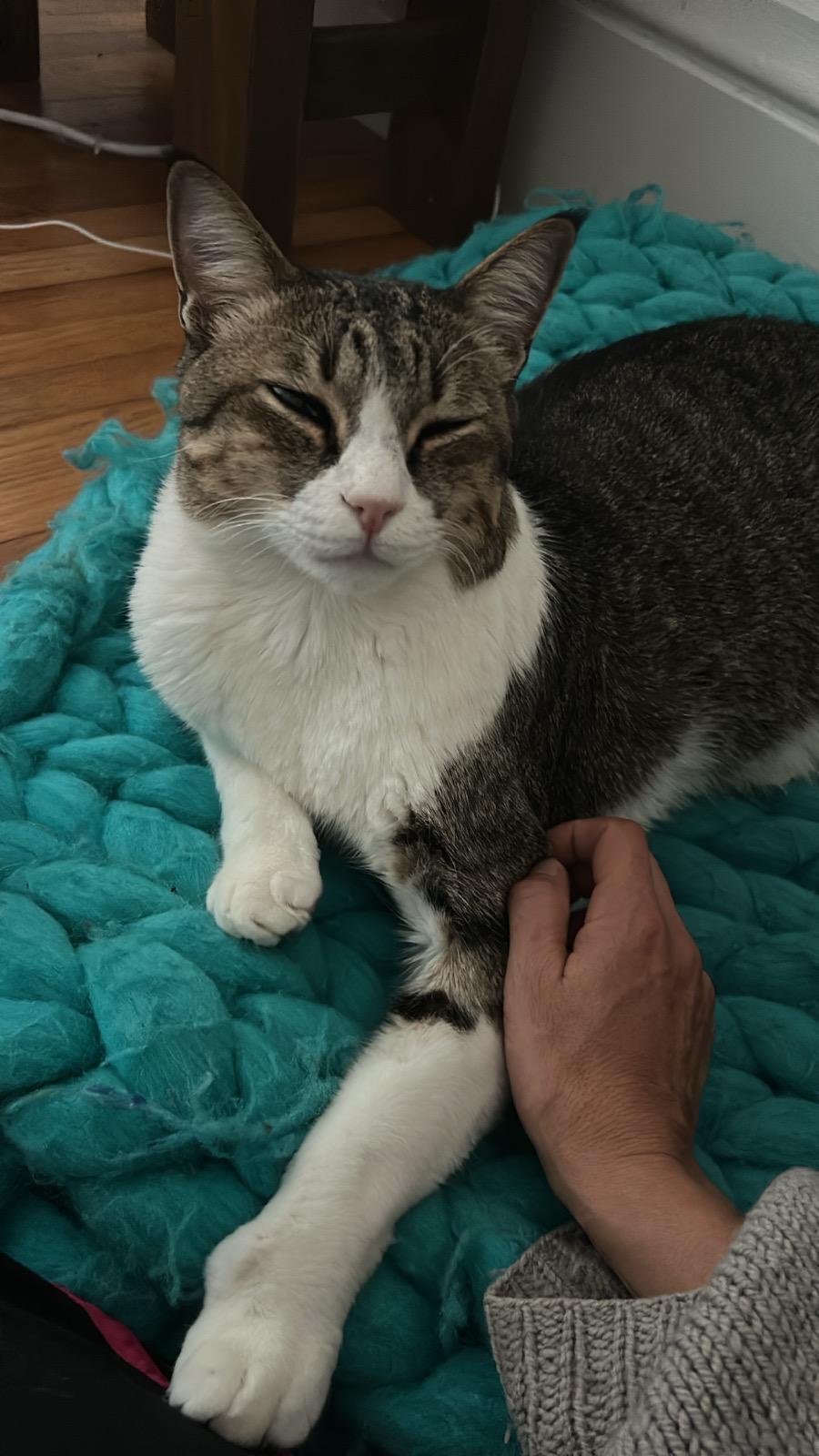 Enlarge Ali the Charmer, a Adoptable mixed breed in San Francisco, CA image 2/6