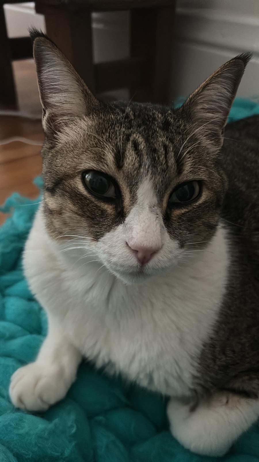 Enlarge Ali the Charmer, a Adoptable mixed breed in San Francisco, CA image 5/6