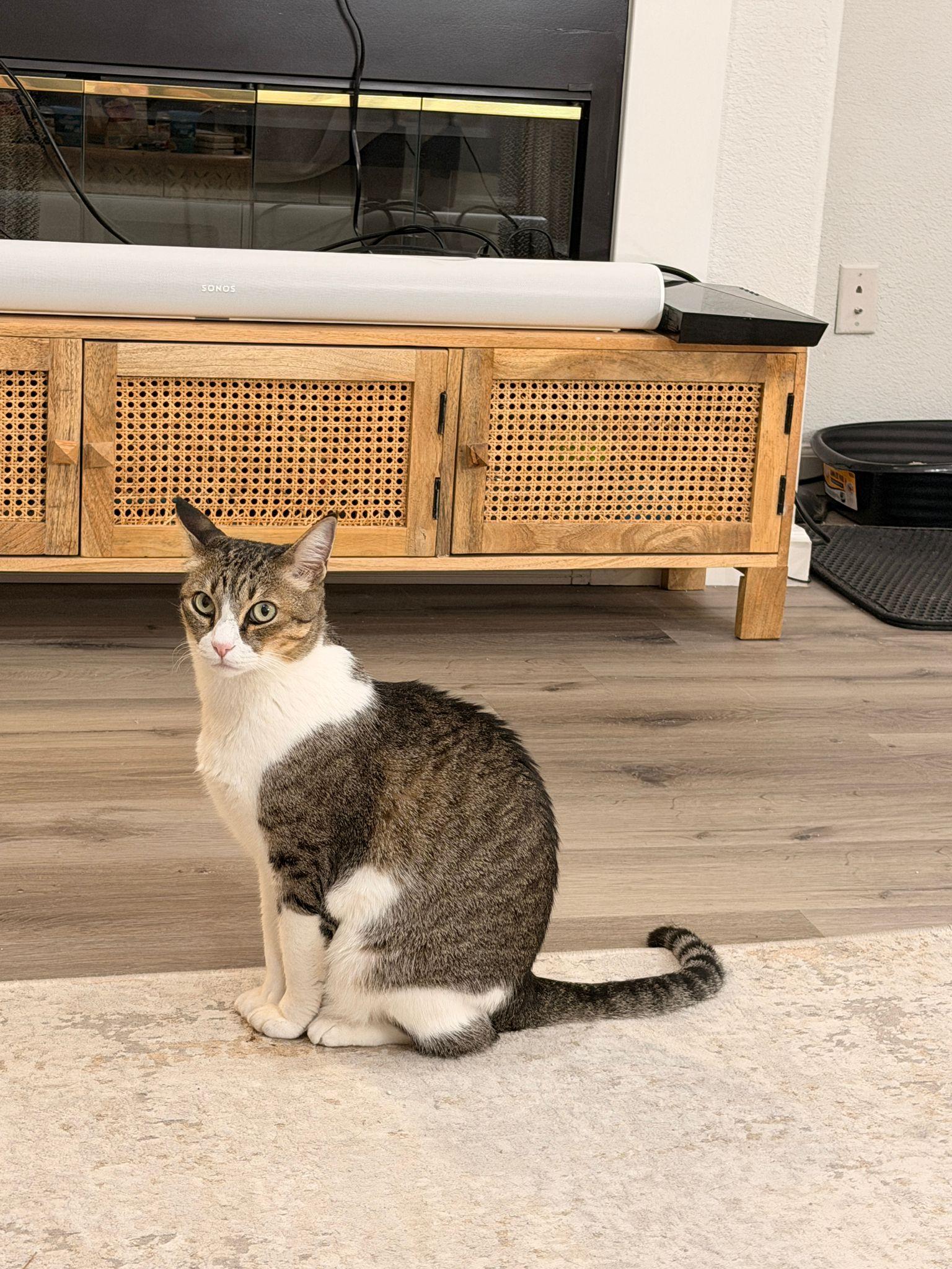 Enlarge Ali the Charmer, a Adoptable mixed breed in San Francisco, CA image 4/6