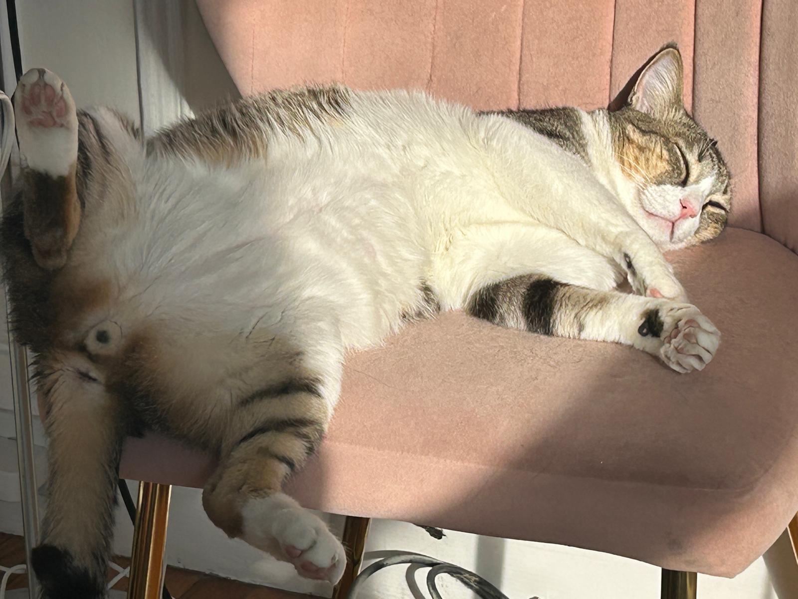 Enlarge Ali the Charmer, a Adoptable mixed breed in San Francisco, CA image 6/6