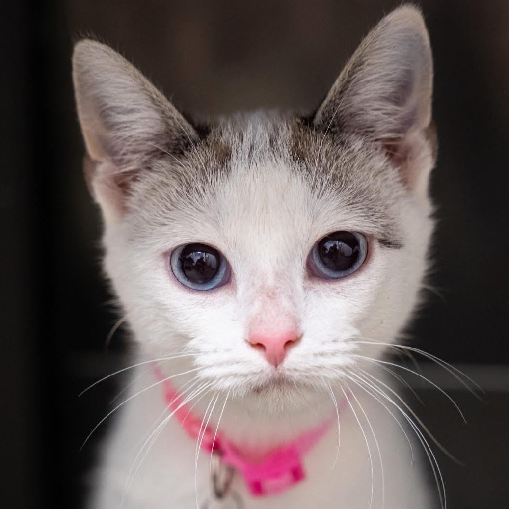 Doll, adopted, Young Female Siamese.