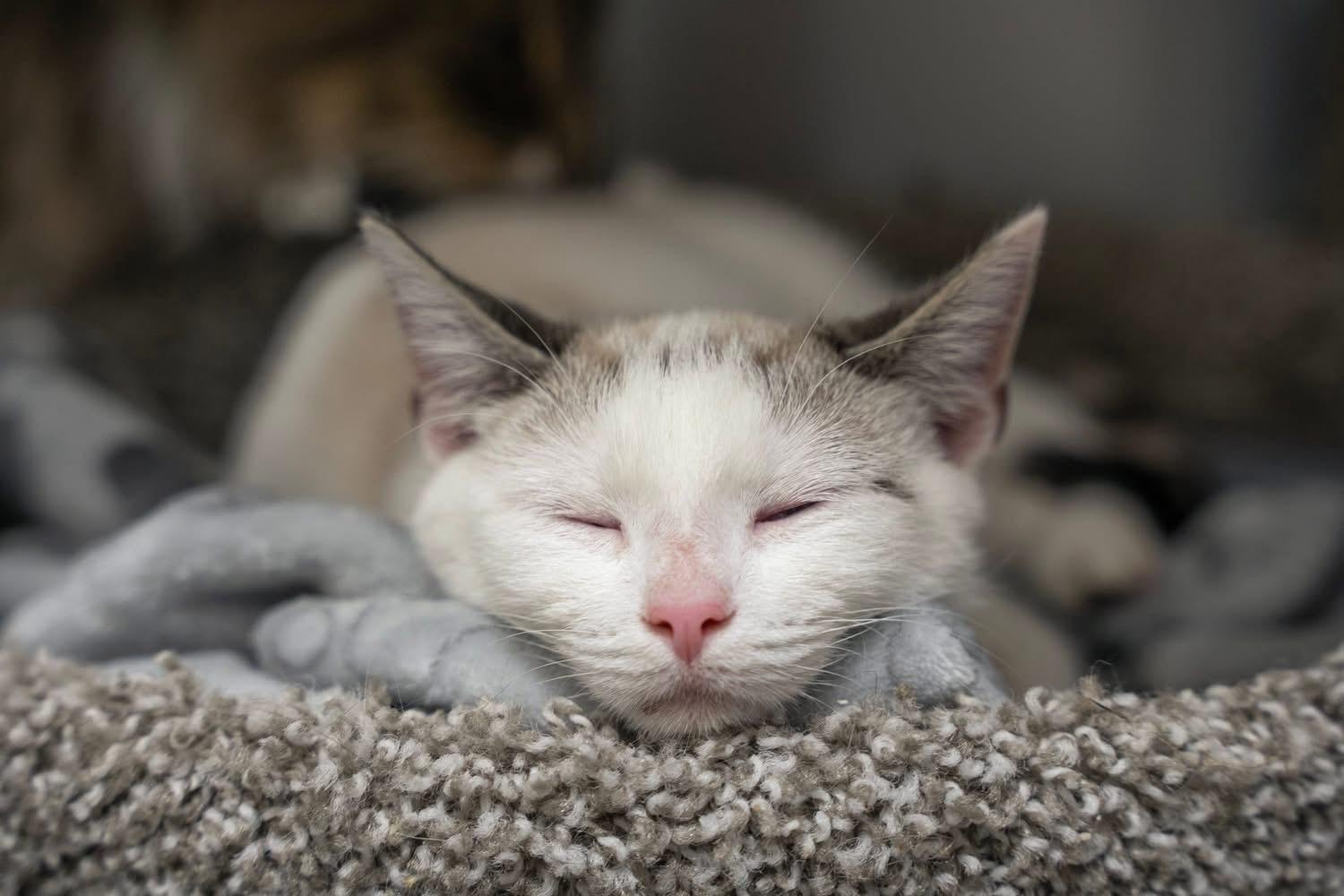 Doll, an adopted Siamese in Dalton, GA image 2/2