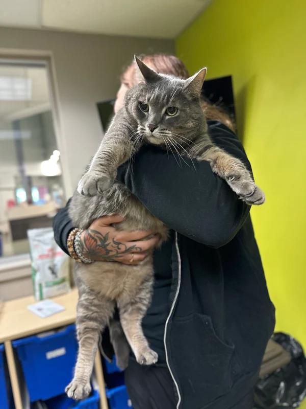 Enlarge Crackers, a Adoptable mixed breed in Hamilton, ON image 2/4