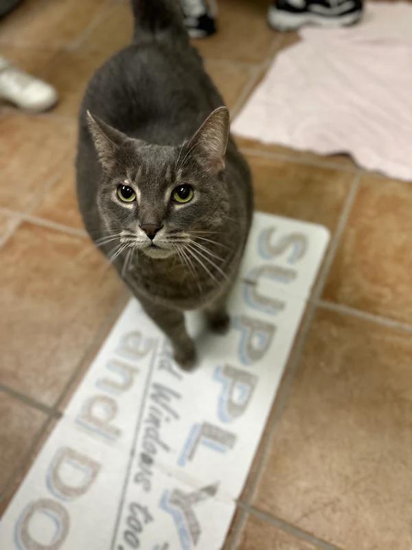 Enlarge Crackers, a Adoptable mixed breed in Hamilton, ON image 4/4