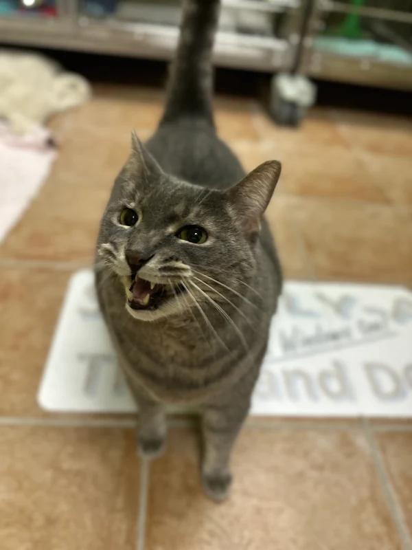 Crackers, Adoptable, Senior Male Tabby.