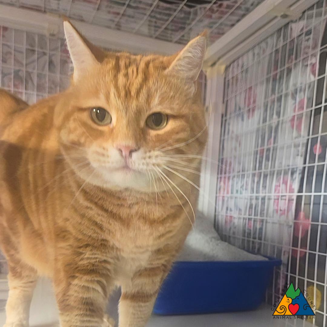 Enlarge Gina, a ADOPTABLE Domestic Short Hair in Douglas, WY image 2/2