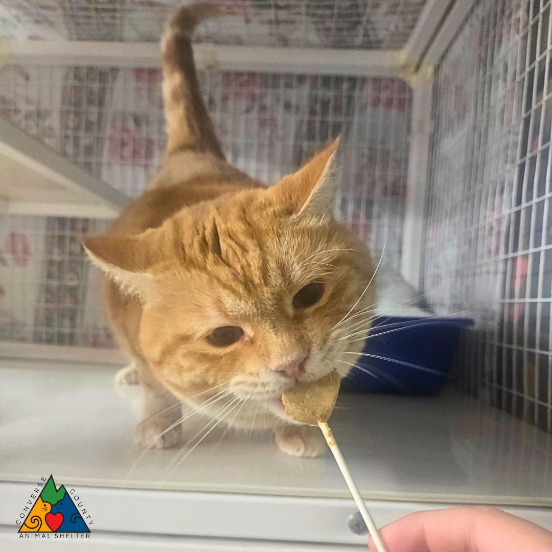 Gina, ADOPTABLE, Adult Female Domestic Short Hair.