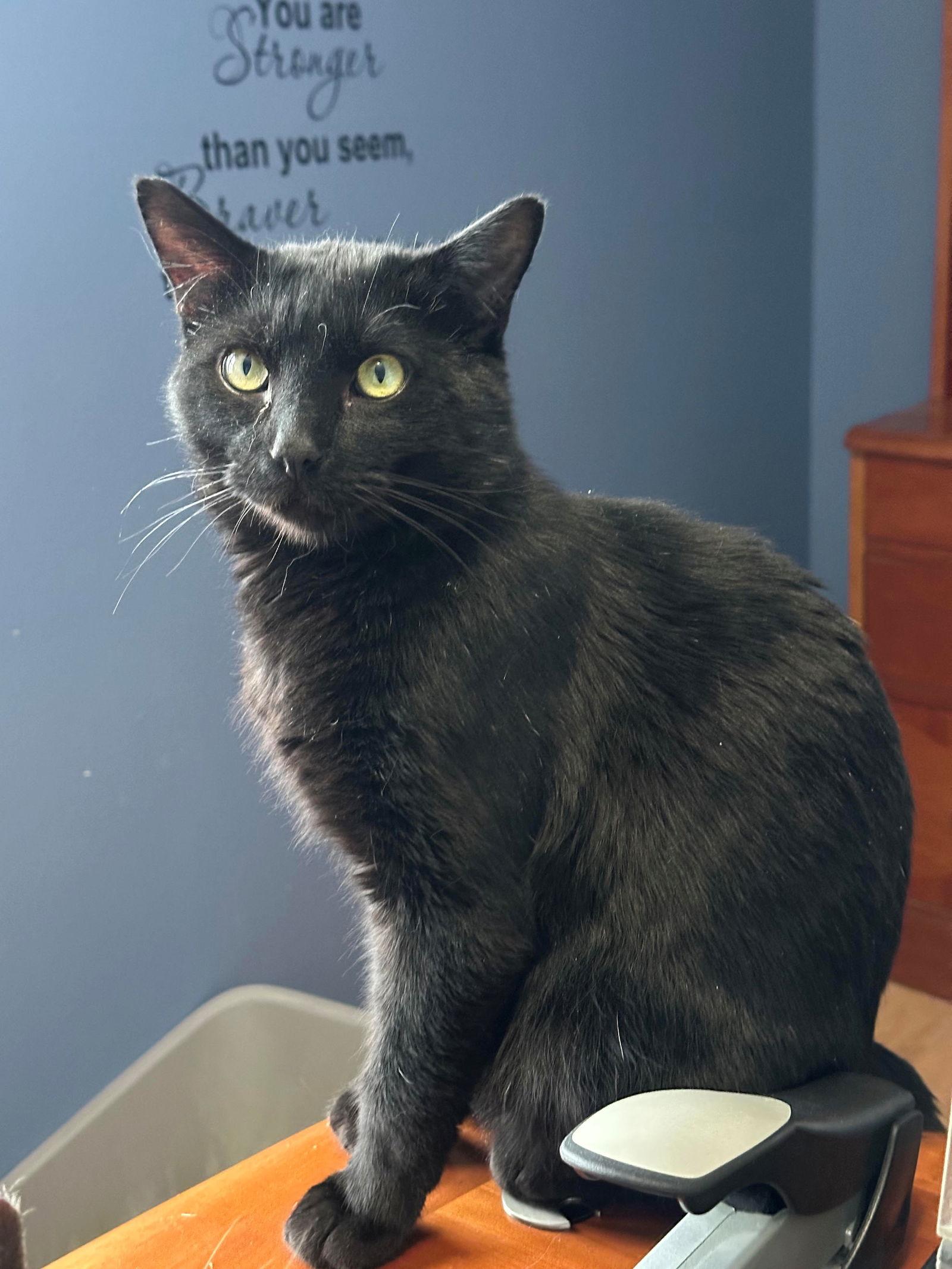 Bubba, Adoptable, Adult Male Domestic Short Hair.