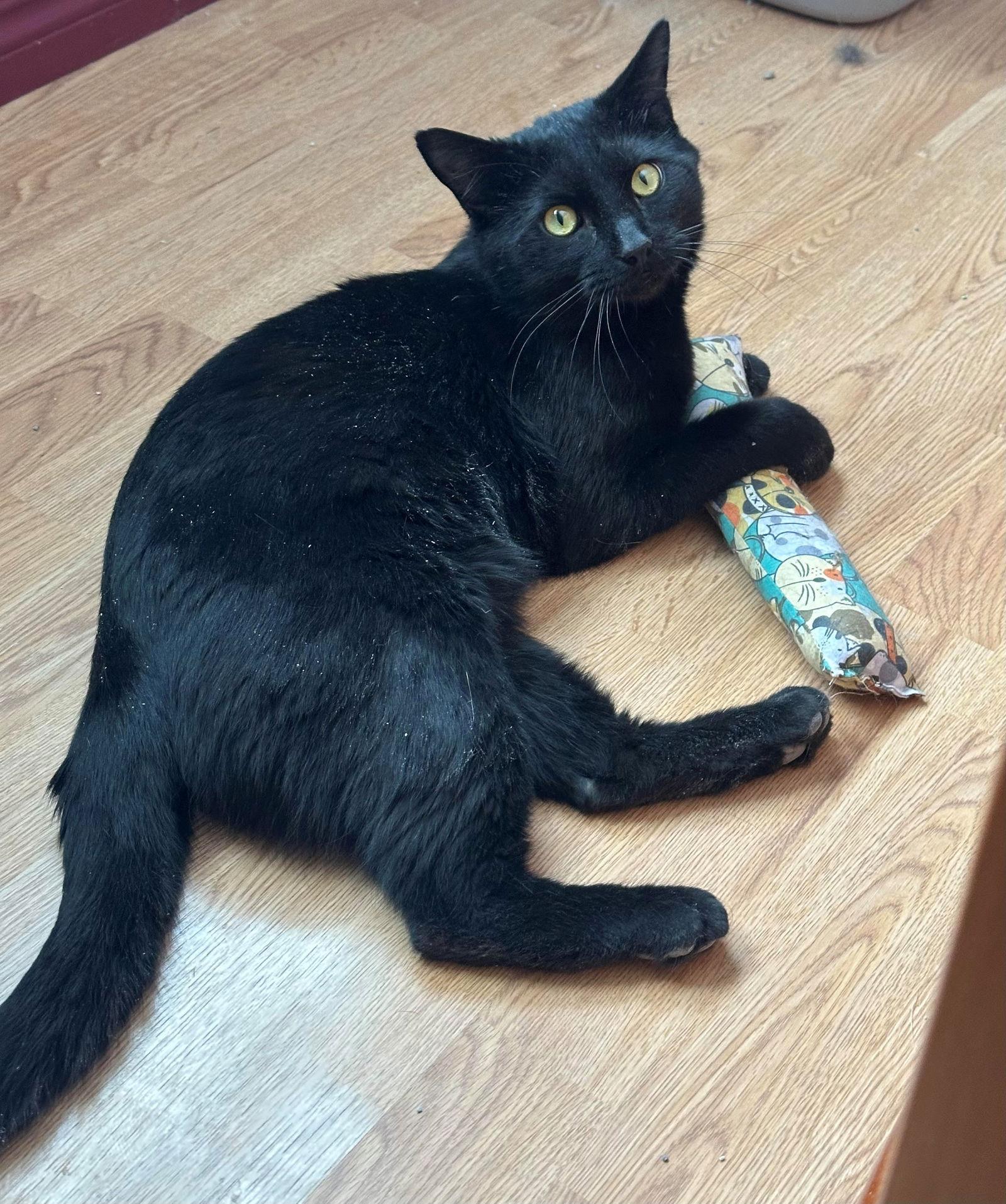 Enlarge Bubba, a Adoptable Domestic Short Hair in Evergreen, CO image 3/3