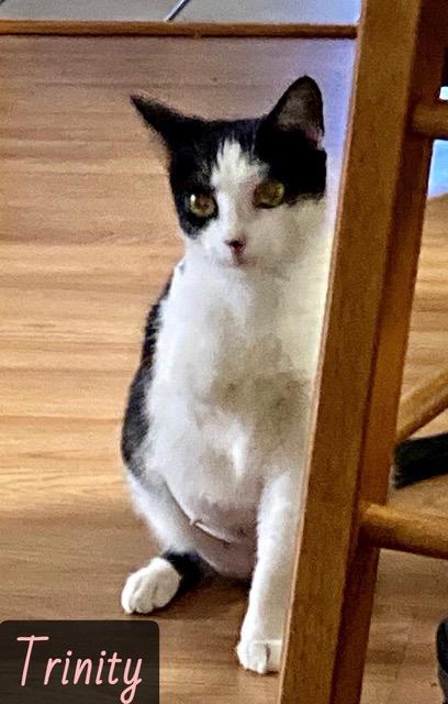 Trinity, adopted, Young Female Domestic Short Hair.