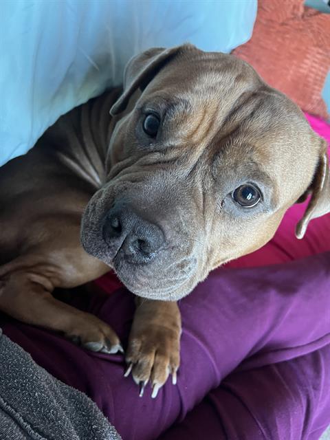 LOKI, Adoptable, Young Male Pit Bull Terrier & American Bulldog.