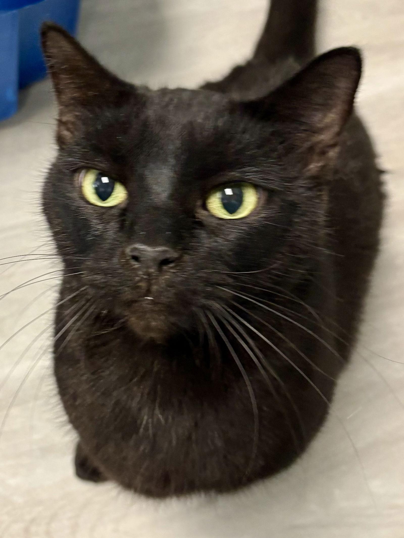 Enlarge Colman, a Adoptable Domestic Short Hair in Pittsburgh, PA image 1/1