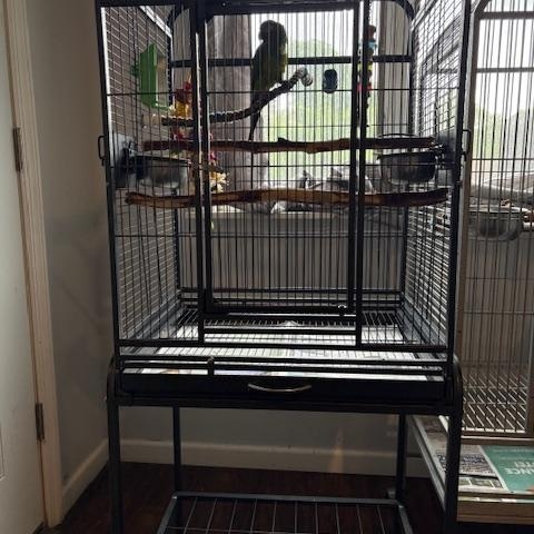 Buddy, Adopted, Adult Male Conure.