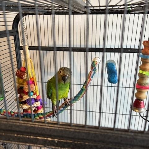 Enlarge Buddy, a Adopted Conure in North Babylon, NY image 2/2