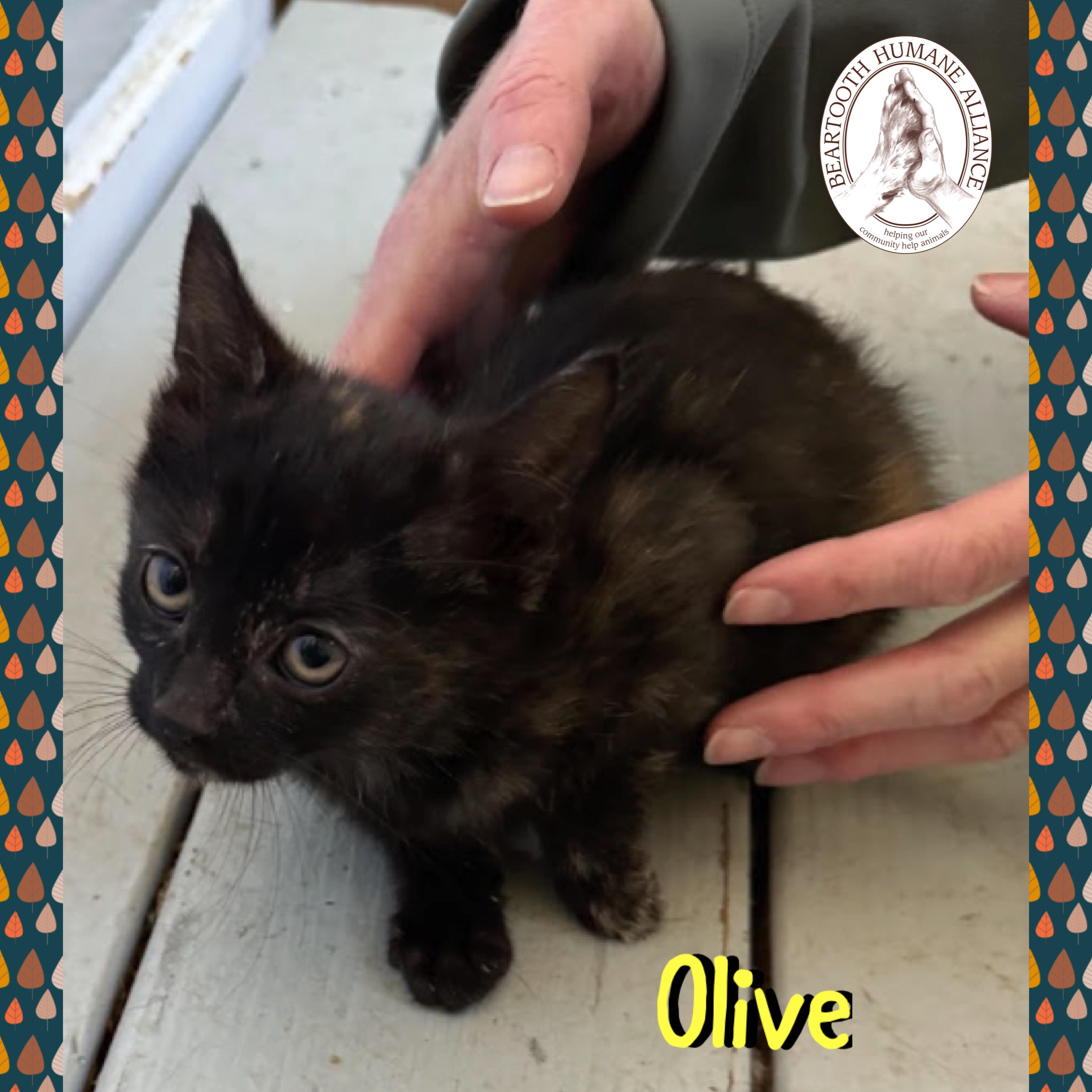 Olive, Adoptable, Kitten Female Domestic Short Hair.