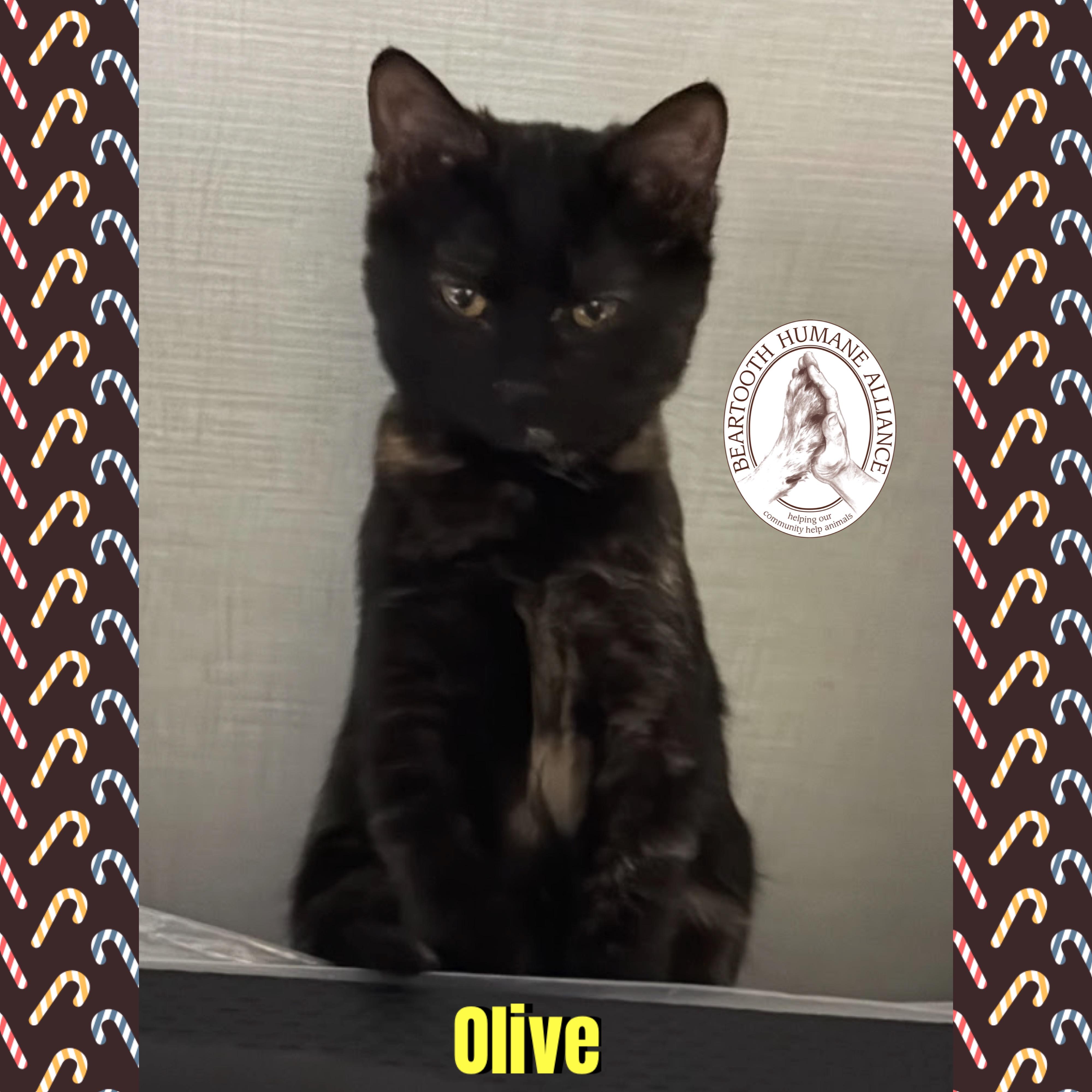 Olive, Adoptable, Kitten Female Domestic Short Hair.