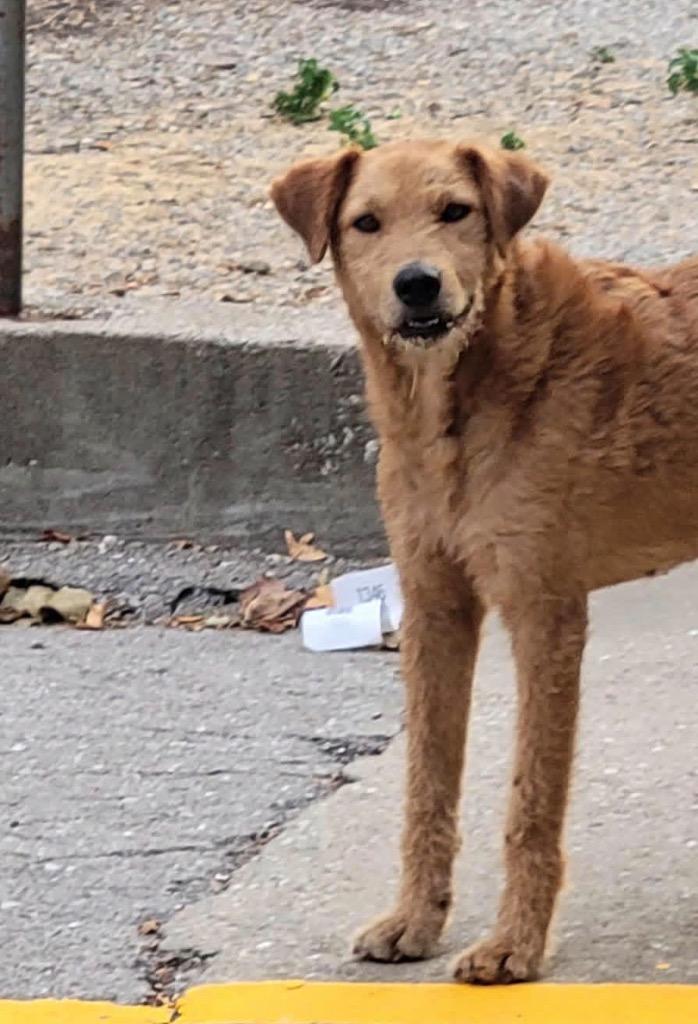 Honey, Adoptable, Young Female Airedale Terrier & Mixed Breed.