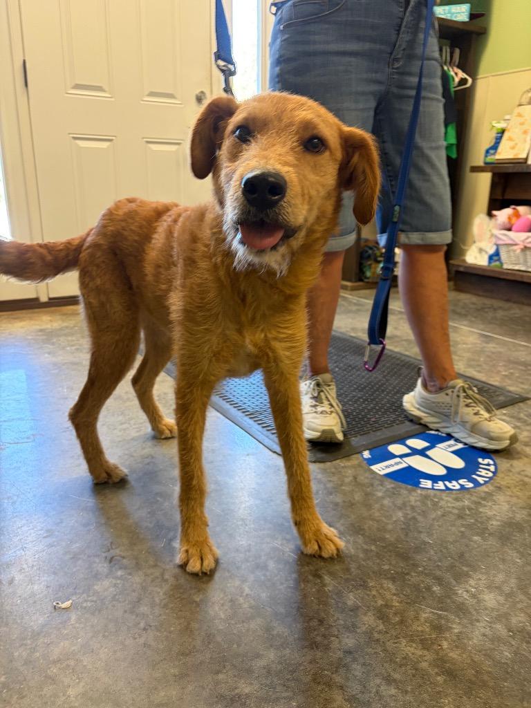 Enlarge Honey, a Adoptable mixed breed in Neosho, MO image 2/6