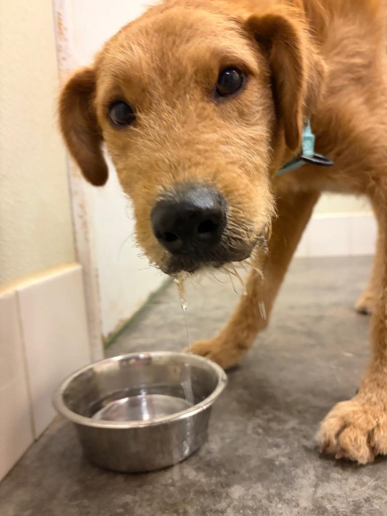 Enlarge Honey, a Adoptable mixed breed in Neosho, MO image 3/6