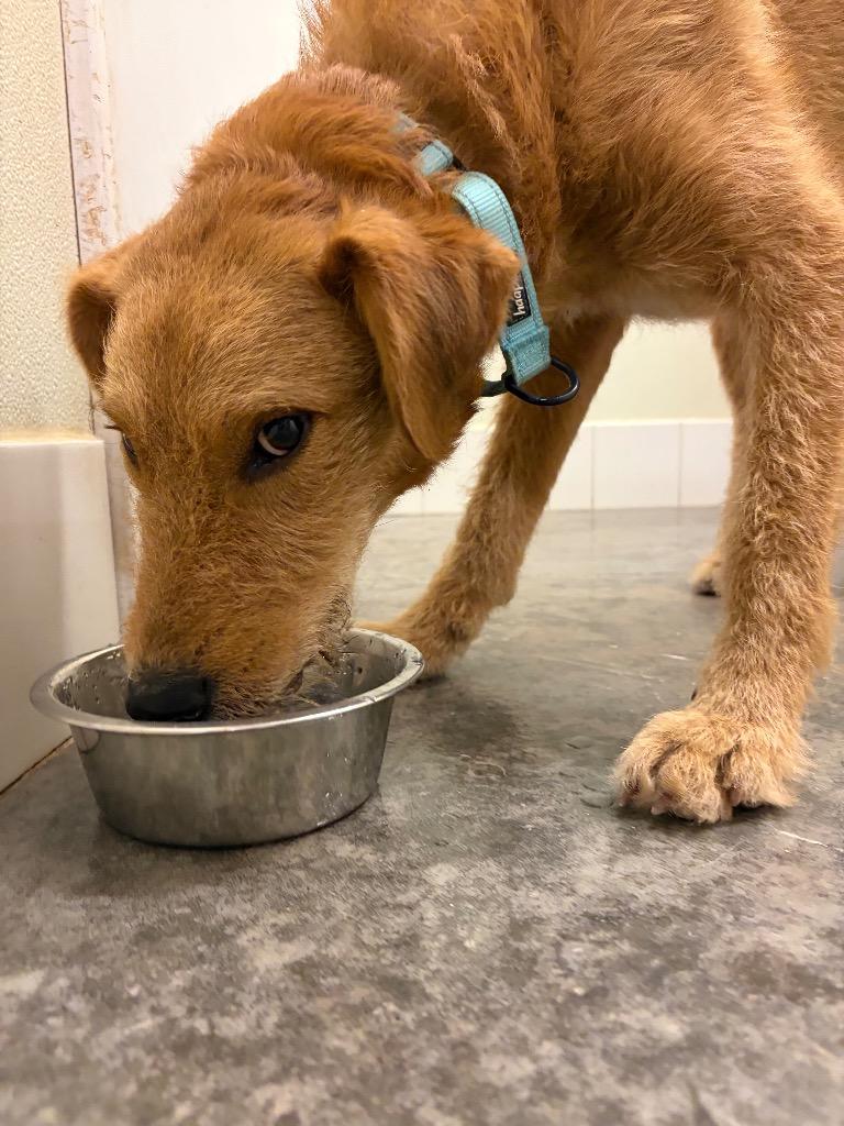 Enlarge Honey, a Adoptable mixed breed in Neosho, MO image 4/6
