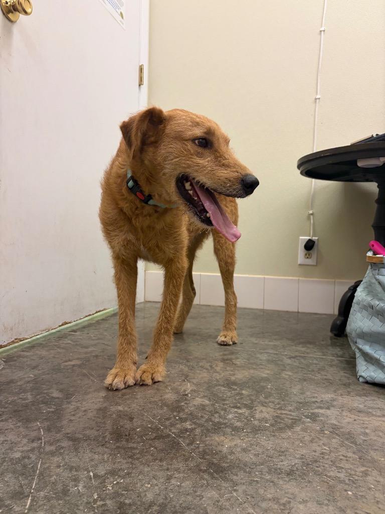 Enlarge Honey, a Adoptable mixed breed in Neosho, MO image 5/6