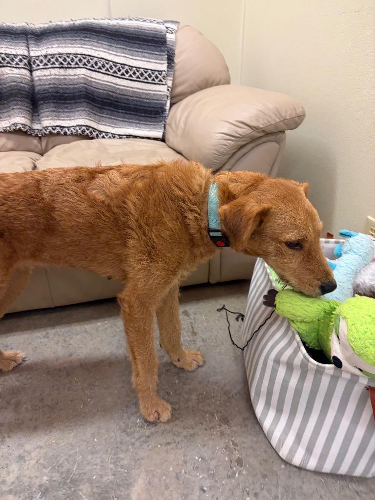 Enlarge Honey, a Adoptable mixed breed in Neosho, MO image 6/6