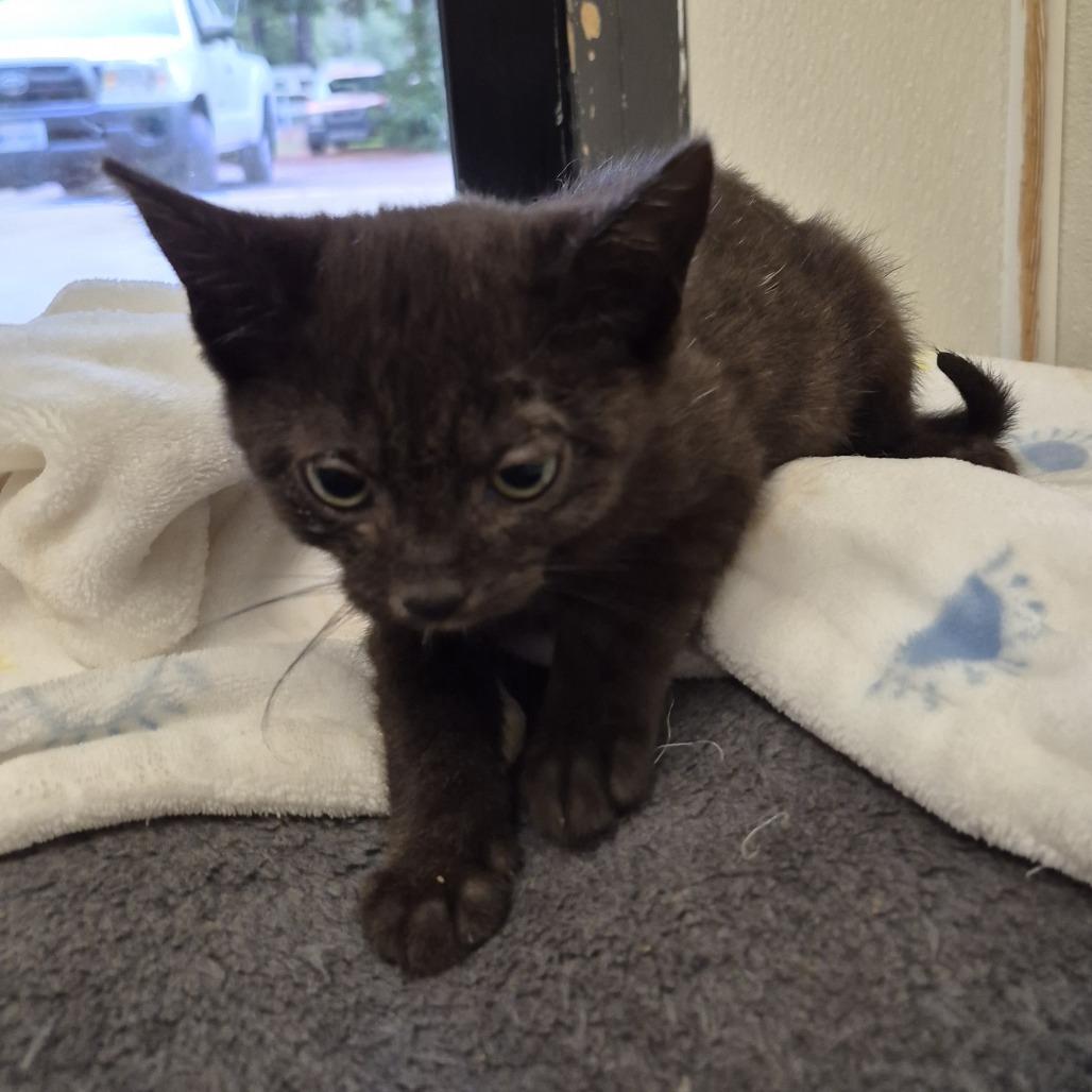 Noel, Adoptable, Kitten Female Domestic Short Hair.