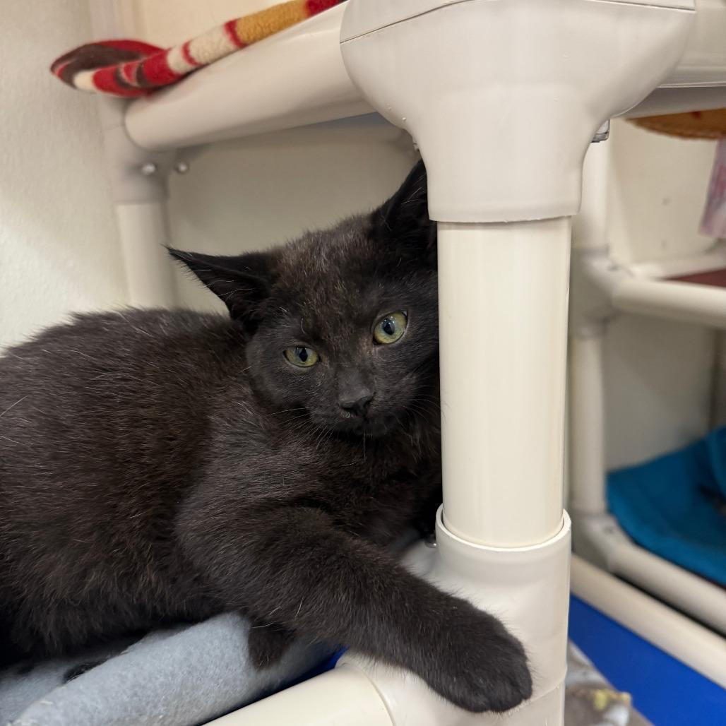 Enlarge Noel, a Adoptable Domestic Short Hair in Fort Bragg, CA image 2/3