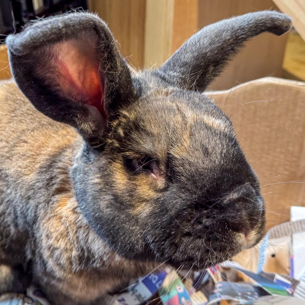 Enlarge Munchkin, a Adoptable mixed breed in Kennebunk, ME image 2/6