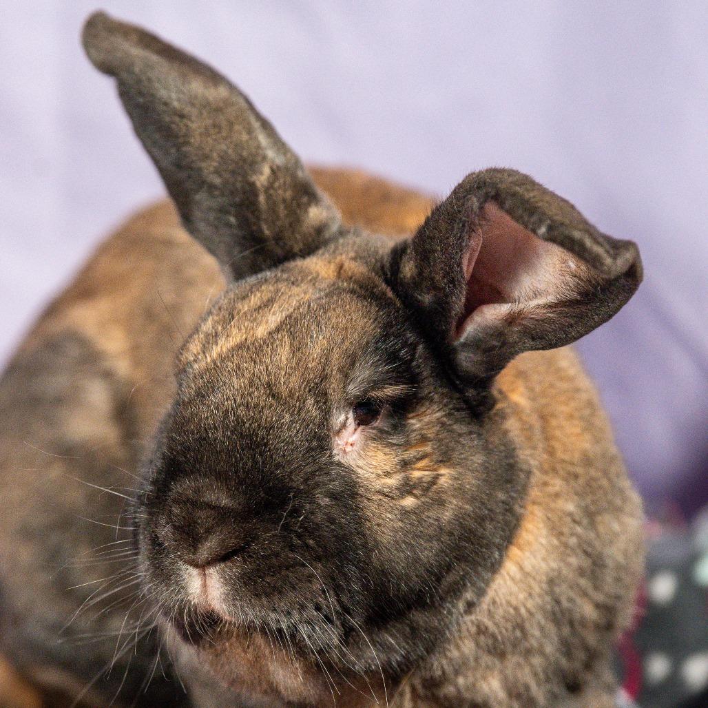 Enlarge Munchkin, a Adoptable mixed breed in Kennebunk, ME image 3/6