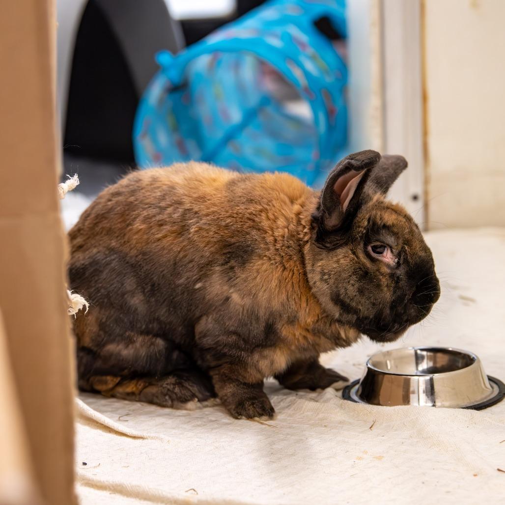 Enlarge Munchkin, a Adoptable mixed breed in Kennebunk, ME image 4/6