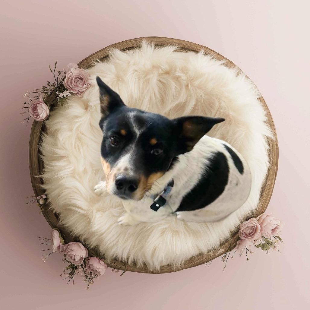 Serene, a Adoptable Australian Cattle Dog / Blue Heeler in Phoenix, AZ image 4/5