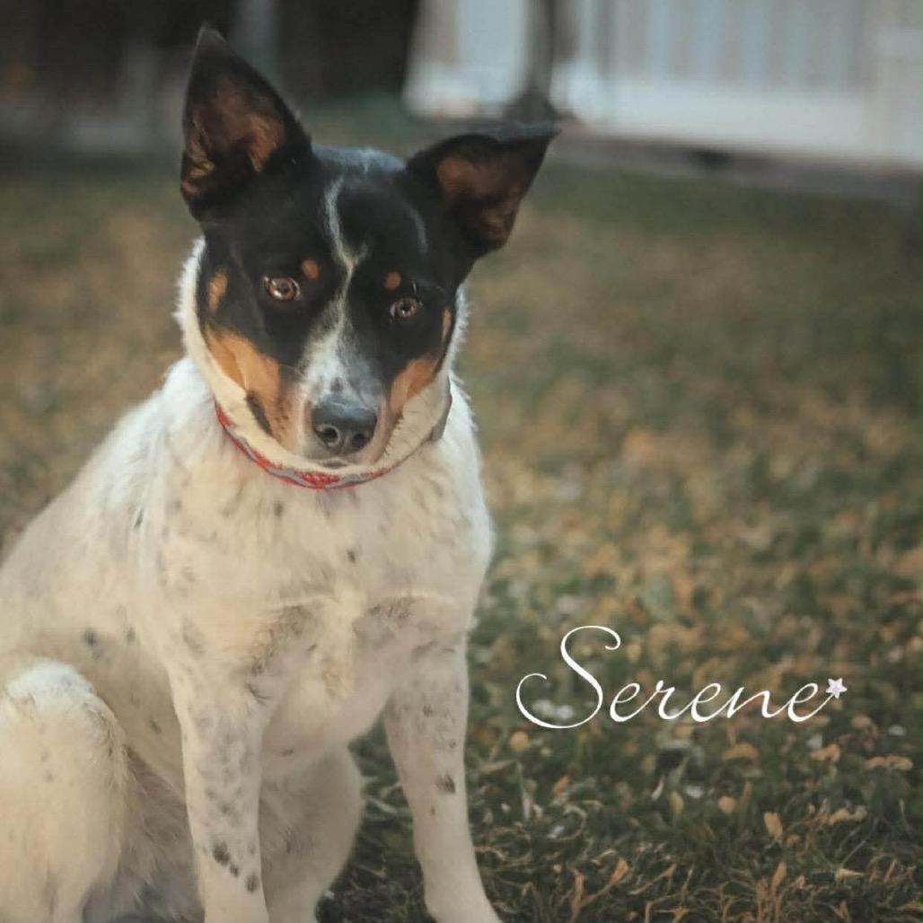 Serene, a Adoptable Australian Cattle Dog / Blue Heeler in Phoenix, AZ image 5/5