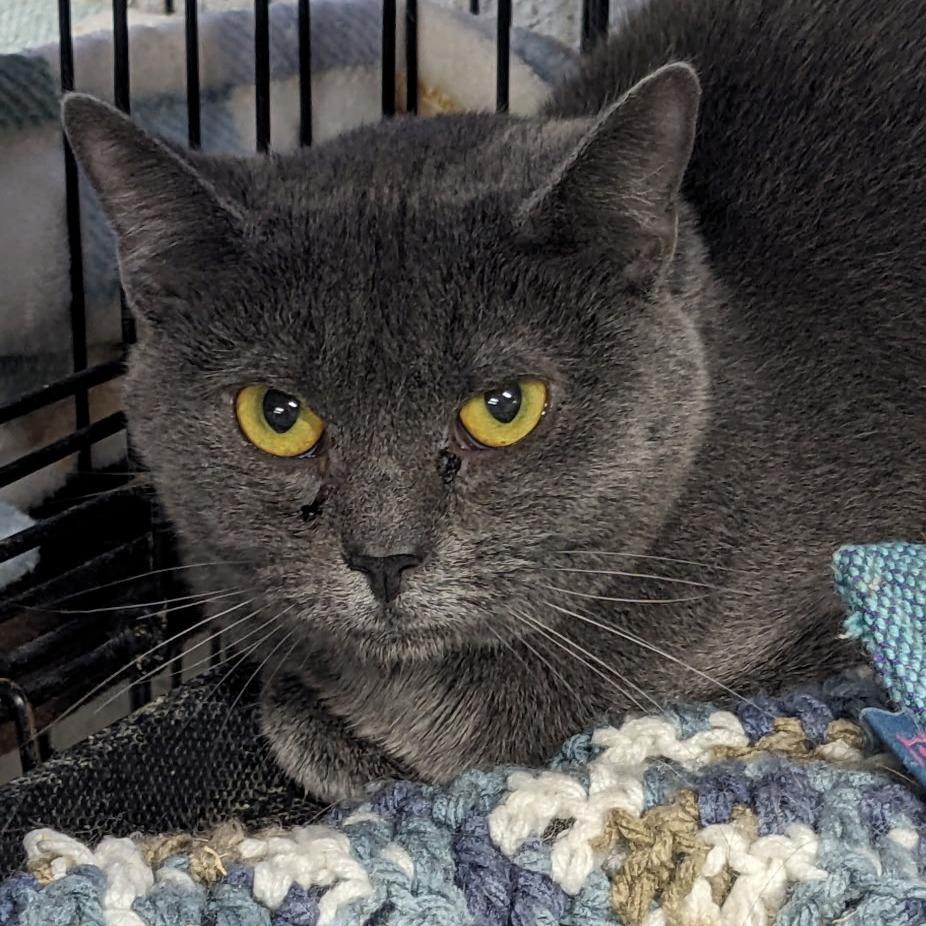 Enlarge Chance, a Adoptable Domestic Short Hair in Pittsburgh, PA image 1/2