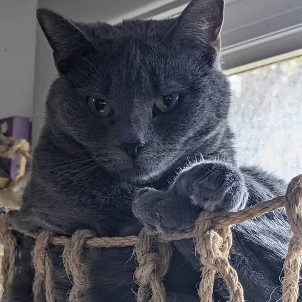 Enlarge Chance, a Adoptable Domestic Short Hair in Pittsburgh, PA image 2/3