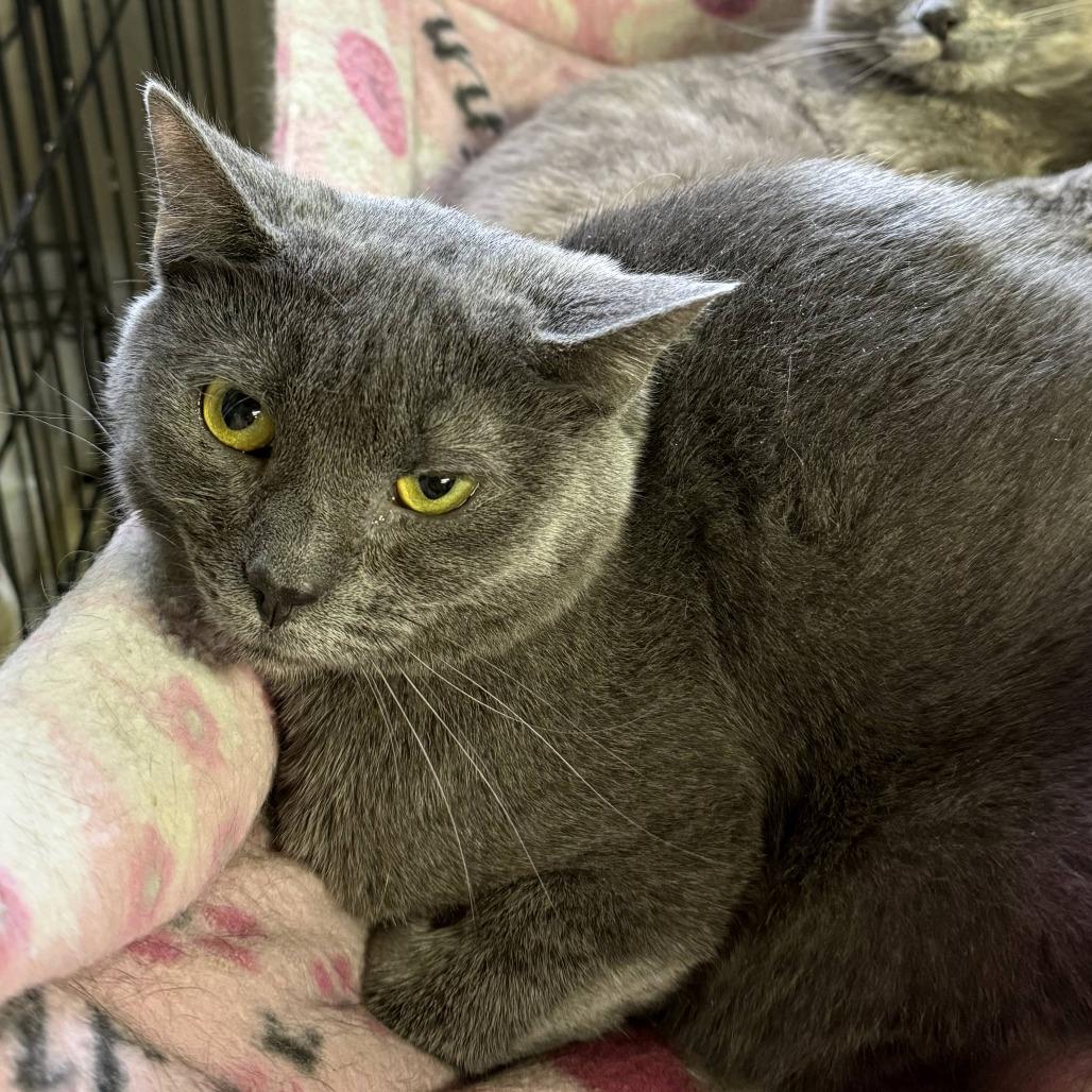 Enlarge Chance, a Adoptable Domestic Short Hair in Pittsburgh, PA image 2/2