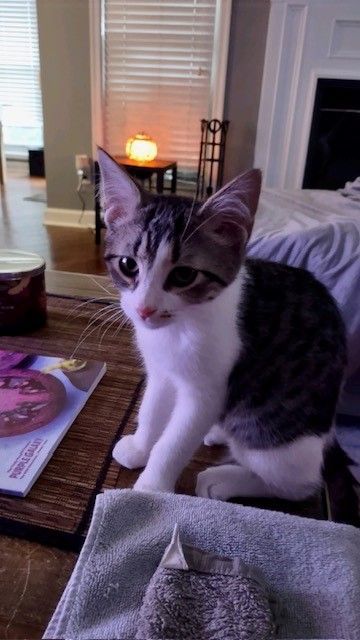 Biscuit, Adopted, Kitten Male Domestic Short Hair.