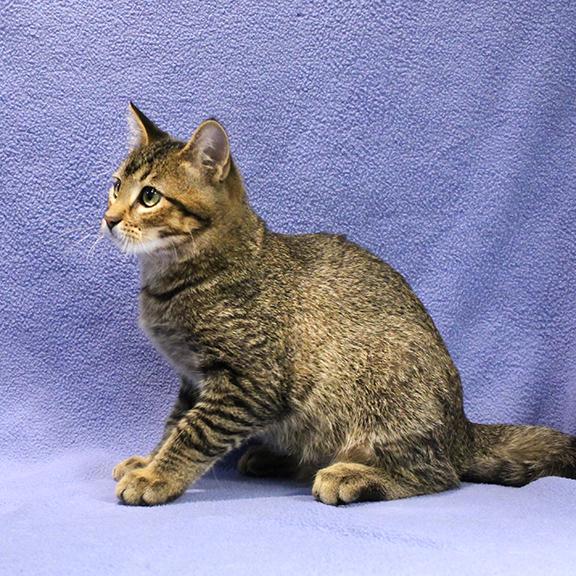 Enlarge Heartthrob, a Adoptable mixed breed in Overland Park, KS image 1/3